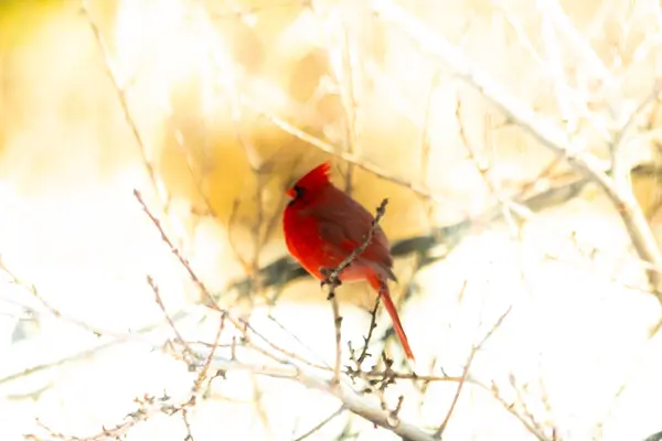 Canlı bir erkek, Kuzey Kardinal, ibikli bir kırmızı kuş, çıplak bir dala tünemiş, bulanık, sıcak tonlu bir arka plan. Kış sahnesi.
