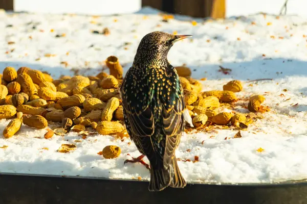 Avrupa Sığırcığı karlı yüzeyde dağınık yerfıstıklarının arasında, izleyicilerden uzakta duruyor. Yanardöner tüyleri detaylıdır, uzun, ince bir gagası vardır. Arka plan güneşli bir açık hava sahnesini gösteriyor..