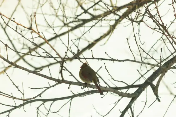 Dişi bir Kuzey Kardinali, soluk kahverengi ve kırmızı tüylü, yumuşak, bulutlu bir gökyüzüne karşı çıplak, kışlık bir dala tünemiş. Kış vahşi yaşamı, kuş gözlemciliği, dingin doğa..