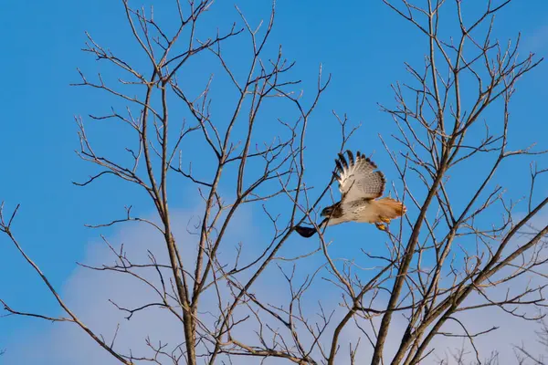 Uçan şahin, kanatları açık, mavi gökyüzüne karşı çıplak dallar tarafından çerçevelenmiş. Kuşun kahverengi işaretli hafif tüyleri keskin detaylarla görülebilir. Doğa ve vahşi yaşam güzelliği yakalıyor..