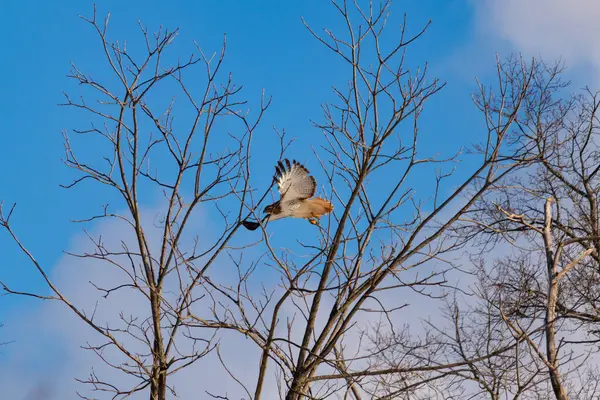 Uçan şahin, kanatları açık, mavi gökyüzüne karşı çıplak dallar tarafından çerçevelenmiş. Kuşun kahverengi işaretli hafif tüyleri keskin detaylarla görülebilir. Doğa ve vahşi yaşam güzelliği yakalıyor..