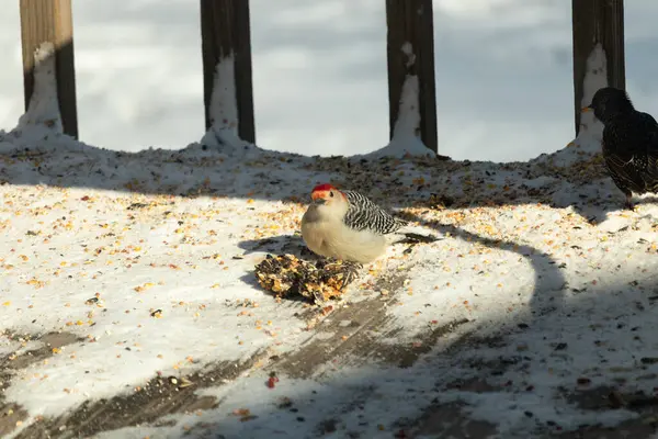 Karlı bir yüzeye tünemiş, tohumları yiyen kırmızı karınlı bir ağaçkakan. Canlı kızıl kafa, çizgili sırt ve benekli göğüs beyaz arka planda öne çıkıyor. Yakın çekim, detaylı çekim.