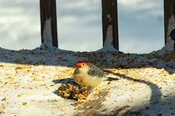 Karlı bir yüzeye tünemiş, tohumları yiyen kırmızı karınlı bir ağaçkakan. Canlı kızıl kafa, çizgili sırt ve benekli göğüs beyaz arka planda öne çıkıyor. Yakın çekim, detaylı çekim.