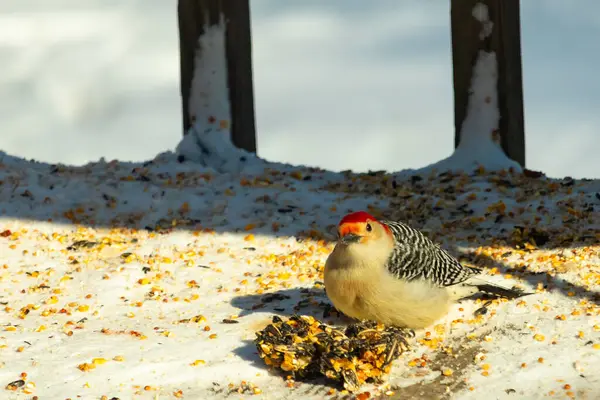 Karlı bir yüzeye tünemiş, tohumları yiyen kırmızı karınlı bir ağaçkakan. Canlı kızıl kafa, çizgili sırt ve benekli göğüs beyaz arka planda öne çıkıyor. Yakın çekim, detaylı çekim.