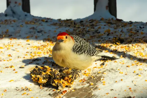 Karlı bir yüzeye tünemiş, tohumları yiyen kırmızı karınlı bir ağaçkakan. Canlı kızıl kafa, çizgili sırt ve benekli göğüs beyaz arka planda öne çıkıyor. Yakın çekim, detaylı çekim.