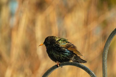 Metal korkuluklara tünemiş, yeşil ve morlarla parıldayan yanardöner tüyleri olan sıradan bir Starling 'in yakın çekimi. Kuşun tüy desenlerini gösteren ayrıntılı bir portre..