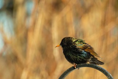 Metal korkuluklara tünemiş, yeşil ve morlarla parıldayan yanardöner tüyleri olan sıradan bir Starling 'in yakın çekimi. Kuşun tüy desenlerini gösteren ayrıntılı bir portre..