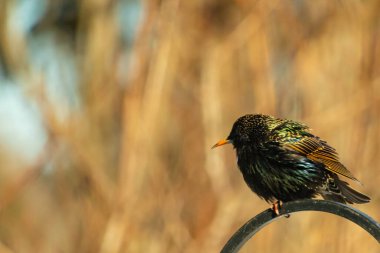 Metal korkuluklara tünemiş, yeşil ve morlarla parıldayan yanardöner tüyleri olan sıradan bir Starling 'in yakın çekimi. Kuşun tüy desenlerini gösteren ayrıntılı bir portre..