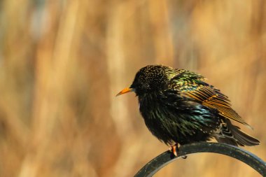 Metal korkuluklara tünemiş, yeşil ve morlarla parıldayan yanardöner tüyleri olan sıradan bir Starling 'in yakın çekimi. Kuşun tüy desenlerini gösteren ayrıntılı bir portre..