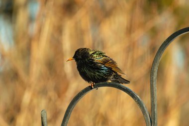 Metal korkuluklara tünemiş, yeşil ve morlarla parıldayan yanardöner tüyleri olan sıradan bir Starling 'in yakın çekimi. Kuşun tüy desenlerini gösteren ayrıntılı bir portre..