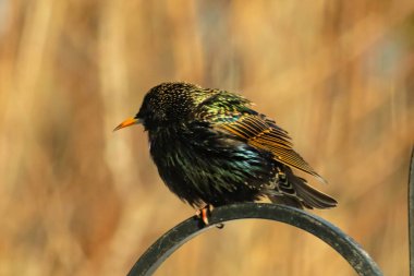 Metal korkuluklara tünemiş, yeşil ve morlarla parıldayan yanardöner tüyleri olan sıradan bir Starling 'in yakın çekimi. Kuşun tüy desenlerini gösteren ayrıntılı bir portre..