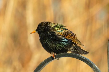 Metal korkuluklara tünemiş, yeşil ve morlarla parıldayan yanardöner tüyleri olan sıradan bir Starling 'in yakın çekimi. Kuşun tüy desenlerini gösteren ayrıntılı bir portre..