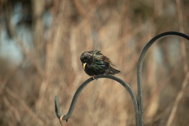 Metal korkuluklara tünemiş, yeşil ve morlarla parıldayan yanardöner tüyleri olan sıradan bir Starling 'in yakın çekimi. Kuşun tüy desenlerini gösteren ayrıntılı bir portre..