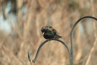 Metal korkuluklara tünemiş, yeşil ve morlarla parıldayan yanardöner tüyleri olan sıradan bir Starling 'in yakın çekimi. Kuşun tüy desenlerini gösteren ayrıntılı bir portre..