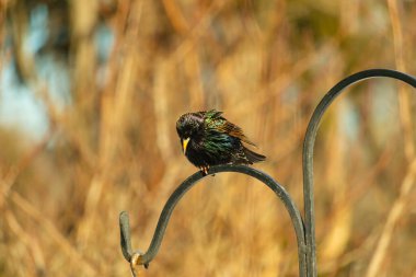 Metal korkuluklara tünemiş, yeşil ve morlarla parıldayan yanardöner tüyleri olan sıradan bir Starling 'in yakın çekimi. Kuşun tüy desenlerini gösteren ayrıntılı bir portre..