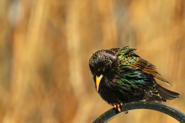 Metal korkuluklara tünemiş, yeşil ve morlarla parıldayan yanardöner tüyleri olan sıradan bir Starling 'in yakın çekimi. Kuşun tüy desenlerini gösteren ayrıntılı bir portre..