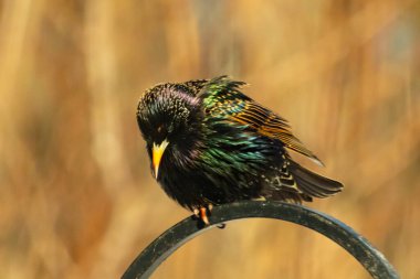 Metal korkuluklara tünemiş, yeşil ve morlarla parıldayan yanardöner tüyleri olan sıradan bir Starling 'in yakın çekimi. Kuşun tüy desenlerini gösteren ayrıntılı bir portre..