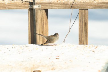 Koyu saçlı küçük kahverengi kuş, karlı bir yüzeyde, tahta bir zemin ve parlak çizgili bir gökyüzüne karşı duruyor. Kuş sağa bakıyor, ayrıntılı tüyleri arka planla çelişiyor..