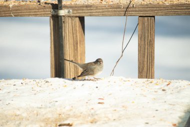 Koyu saçlı küçük kahverengi kuş, karlı bir yüzeyde, tahta bir zemin ve parlak çizgili bir gökyüzüne karşı duruyor. Kuş sağa bakıyor, ayrıntılı tüyleri arka planla çelişiyor..