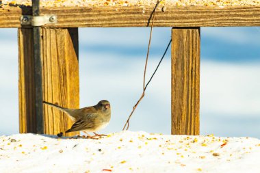 Koyu saçlı küçük kahverengi kuş, karlı bir yüzeyde, tahta bir zemin ve parlak çizgili bir gökyüzüne karşı duruyor. Kuş sağa bakıyor, ayrıntılı tüyleri arka planla çelişiyor..