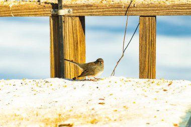 Koyu saçlı küçük kahverengi kuş, karlı bir yüzeyde, tahta bir zemin ve parlak çizgili bir gökyüzüne karşı duruyor. Kuş sağa bakıyor, ayrıntılı tüyleri arka planla çelişiyor..