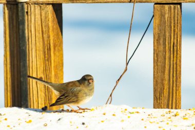Koyu saçlı küçük kahverengi kuş, karlı bir yüzeyde, tahta bir zemin ve parlak çizgili bir gökyüzüne karşı duruyor. Kuş sağa bakıyor, ayrıntılı tüyleri arka planla çelişiyor..