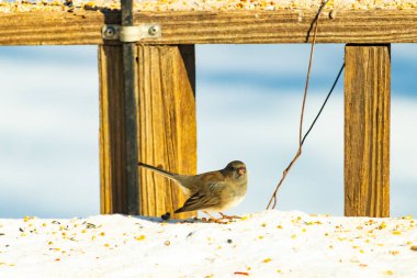 Koyu saçlı küçük kahverengi kuş, karlı bir yüzeyde, tahta bir zemin ve parlak çizgili bir gökyüzüne karşı duruyor. Kuş sağa bakıyor, ayrıntılı tüyleri arka planla çelişiyor..
