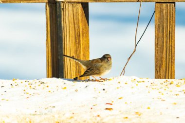 Koyu saçlı küçük kahverengi kuş, karlı bir yüzeyde, tahta bir zemin ve parlak çizgili bir gökyüzüne karşı duruyor. Kuş sağa bakıyor, ayrıntılı tüyleri arka planla çelişiyor..