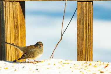 Koyu saçlı küçük kahverengi kuş, karlı bir yüzeyde, tahta bir zemin ve parlak çizgili bir gökyüzüne karşı duruyor. Kuş sağa bakıyor, ayrıntılı tüyleri arka planla çelişiyor..