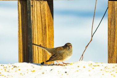 Koyu saçlı küçük kahverengi kuş, karlı bir yüzeyde, tahta bir zemin ve parlak çizgili bir gökyüzüne karşı duruyor. Kuş sağa bakıyor, ayrıntılı tüyleri arka planla çelişiyor..