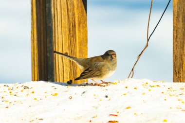 Koyu saçlı küçük kahverengi kuş, karlı bir yüzeyde, tahta bir zemin ve parlak çizgili bir gökyüzüne karşı duruyor. Kuş sağa bakıyor, ayrıntılı tüyleri arka planla çelişiyor..