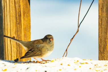 Koyu saçlı küçük kahverengi kuş, karlı bir yüzeyde, tahta bir zemin ve parlak çizgili bir gökyüzüne karşı duruyor. Kuş sağa bakıyor, ayrıntılı tüyleri arka planla çelişiyor..