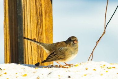 Koyu saçlı küçük kahverengi kuş, karlı bir yüzeyde, tahta bir zemin ve parlak çizgili bir gökyüzüne karşı duruyor. Kuş sağa bakıyor, ayrıntılı tüyleri arka planla çelişiyor..