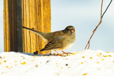 Koyu saçlı küçük kahverengi kuş, karlı bir yüzeyde, tahta bir zemin ve parlak çizgili bir gökyüzüne karşı duruyor. Kuş sağa bakıyor, ayrıntılı tüyleri arka planla çelişiyor..