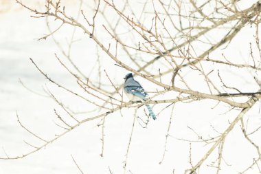 Çıplak kış dallarının arasına tünemiş çarpıcı mavi bir karga. Canlı mavi tüyler ve belirgin arma sessiz arka planda göze çarpıyor. Doğal ortamında vahşi yaşamın detaylı görüntüsü..