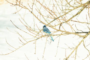 Çıplak kış dallarının arasına tünemiş çarpıcı mavi bir karga. Canlı mavi tüyler ve belirgin arma sessiz arka planda göze çarpıyor. Doğal ortamında vahşi yaşamın detaylı görüntüsü..