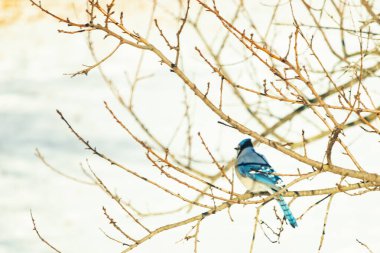 Çıplak kış dallarının arasına tünemiş çarpıcı mavi bir karga. Canlı mavi tüyler ve belirgin arma sessiz arka planda göze çarpıyor. Doğal ortamında vahşi yaşamın detaylı görüntüsü..