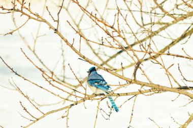 Çıplak kış dallarının arasına tünemiş çarpıcı mavi bir karga. Canlı mavi tüyler ve belirgin arma sessiz arka planda göze çarpıyor. Doğal ortamında vahşi yaşamın detaylı görüntüsü..