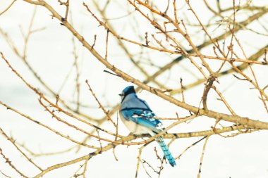 Çıplak kış dallarının arasına tünemiş çarpıcı mavi bir karga. Canlı mavi tüyler ve belirgin arma sessiz arka planda göze çarpıyor. Doğal ortamında vahşi yaşamın detaylı görüntüsü..