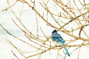 Çıplak kış dallarının arasına tünemiş çarpıcı mavi bir karga. Canlı mavi tüyler ve belirgin arma sessiz arka planda göze çarpıyor. Doğal ortamında vahşi yaşamın detaylı görüntüsü..