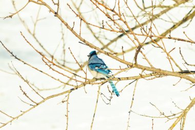 Çıplak kış dallarının arasına tünemiş çarpıcı mavi bir karga. Canlı mavi tüyler ve belirgin arma sessiz arka planda göze çarpıyor. Doğal ortamında vahşi yaşamın detaylı görüntüsü..
