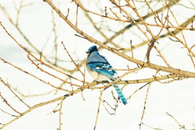 Çıplak kış dallarının arasına tünemiş çarpıcı mavi bir karga. Canlı mavi tüyler ve belirgin arma sessiz arka planda göze çarpıyor. Doğal ortamında vahşi yaşamın detaylı görüntüsü..