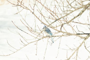 Çıplak kış dallarının arasına tünemiş çarpıcı mavi bir karga. Canlı mavi tüyler ve belirgin arma sessiz arka planda göze çarpıyor. Doğal ortamında vahşi yaşamın detaylı görüntüsü..