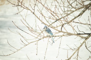 Çıplak kış dallarının arasına tünemiş çarpıcı mavi bir karga. Canlı mavi tüyler ve belirgin arma sessiz arka planda göze çarpıyor. Doğal ortamında vahşi yaşamın detaylı görüntüsü..