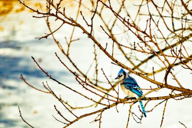 Çıplak kış dallarının arasına tünemiş çarpıcı mavi bir karga. Canlı mavi tüyler ve belirgin arma sessiz arka planda göze çarpıyor. Doğal ortamında vahşi yaşamın detaylı görüntüsü..