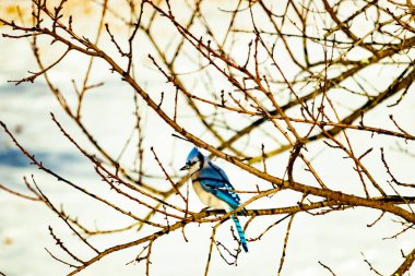 Çıplak kış dallarının arasına tünemiş çarpıcı mavi bir karga. Canlı mavi tüyler ve belirgin arma sessiz arka planda göze çarpıyor. Doğal ortamında vahşi yaşamın detaylı görüntüsü..