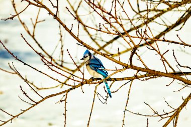 Çıplak kış dallarının arasına tünemiş çarpıcı mavi bir karga. Canlı mavi tüyler ve belirgin arma sessiz arka planda göze çarpıyor. Doğal ortamında vahşi yaşamın detaylı görüntüsü..