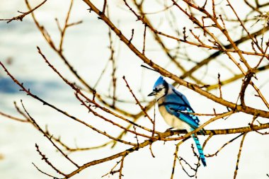 Çıplak kış dallarının arasına tünemiş çarpıcı mavi bir karga. Canlı mavi tüyler ve belirgin arma sessiz arka planda göze çarpıyor. Doğal ortamında vahşi yaşamın detaylı görüntüsü..