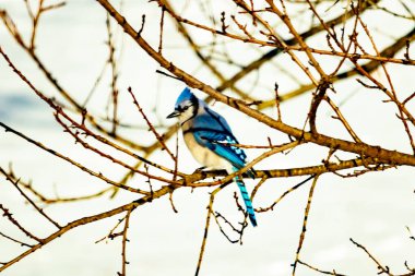 Çıplak kış dallarının arasına tünemiş çarpıcı mavi bir karga. Canlı mavi tüyler ve belirgin arma sessiz arka planda göze çarpıyor. Doğal ortamında vahşi yaşamın detaylı görüntüsü..