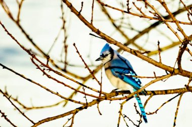 Çıplak kış dallarının arasına tünemiş çarpıcı mavi bir karga. Canlı mavi tüyler ve belirgin arma sessiz arka planda göze çarpıyor. Doğal ortamında vahşi yaşamın detaylı görüntüsü..